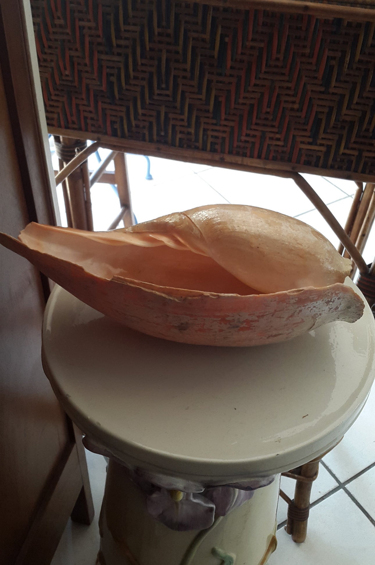 Coquillage volute melo géant