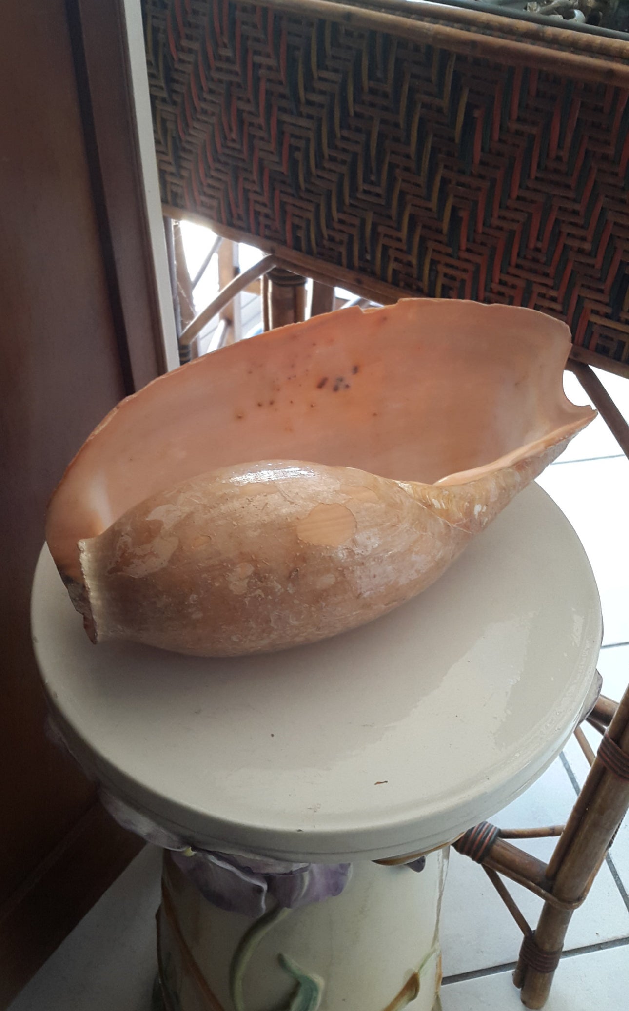 Coquillage volute melo géant