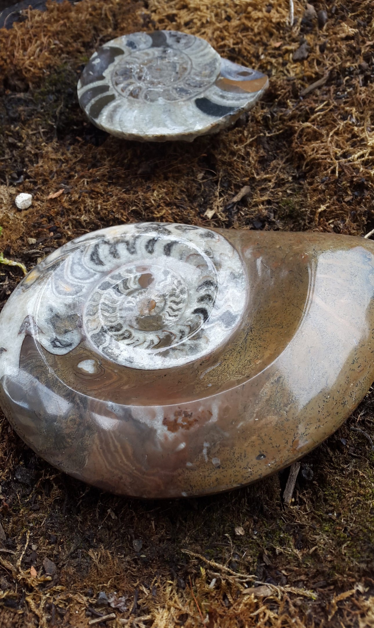 Vide poche ou porte savon fossile ammonite