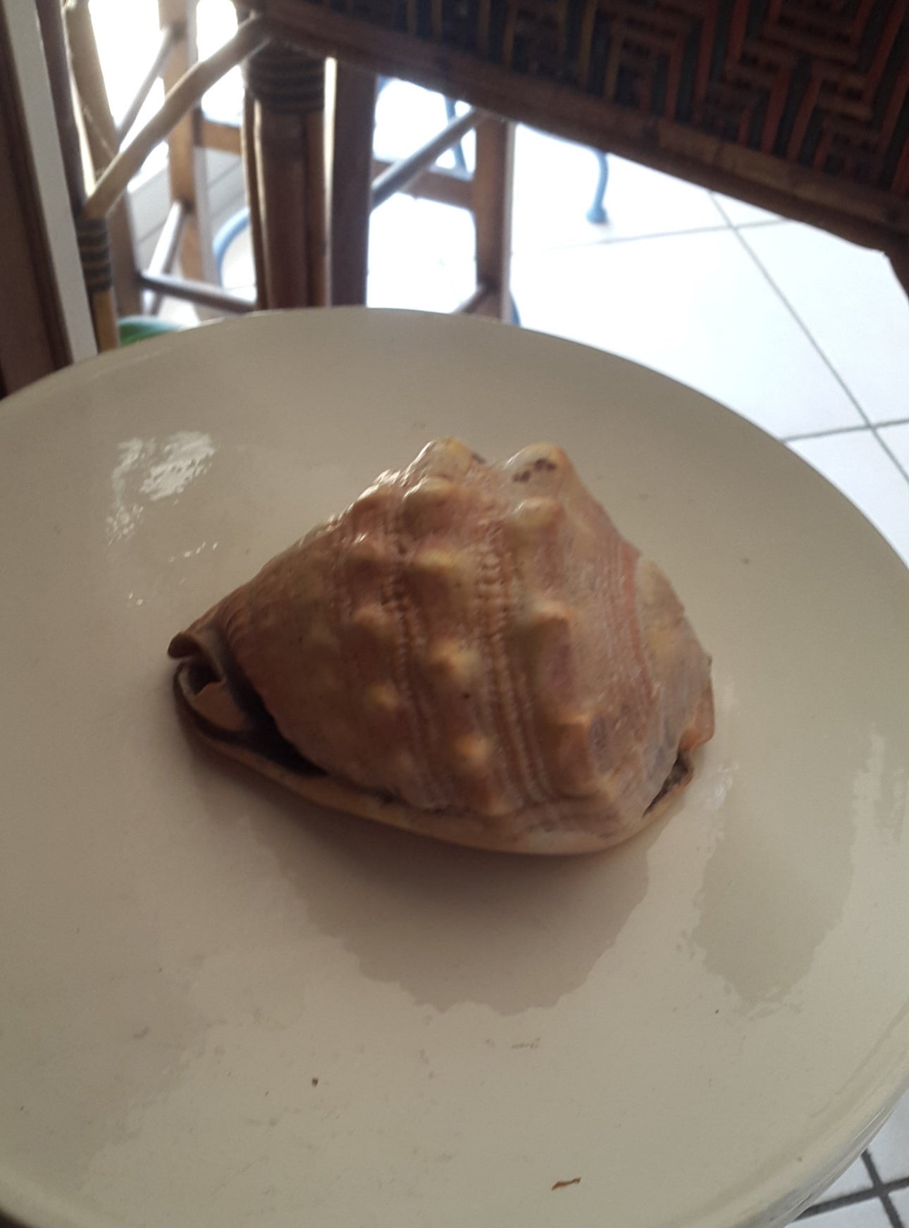 Coquillage Cypraecassis Rufa