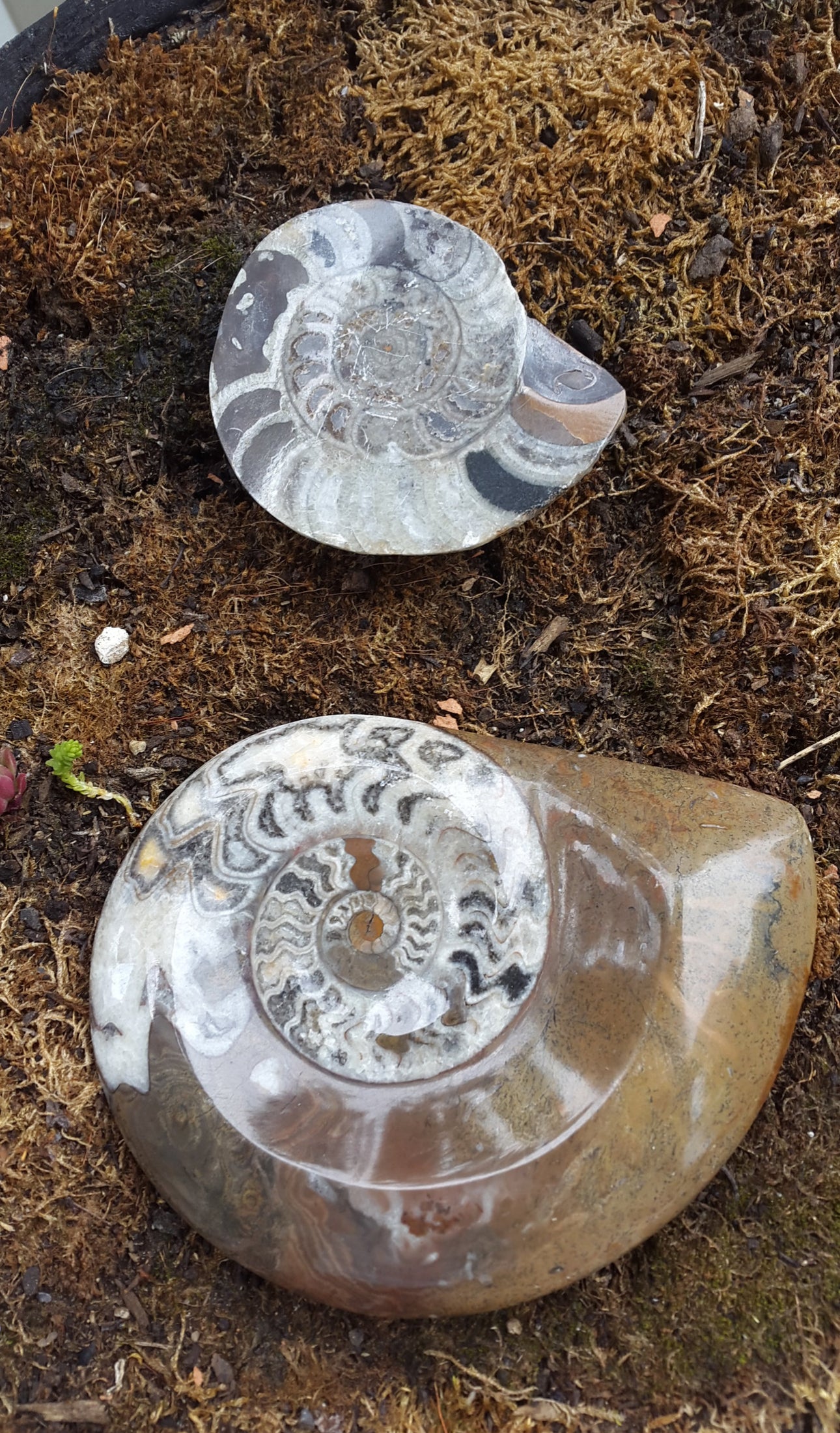 Vide poche ou porte savon fossile ammonite
