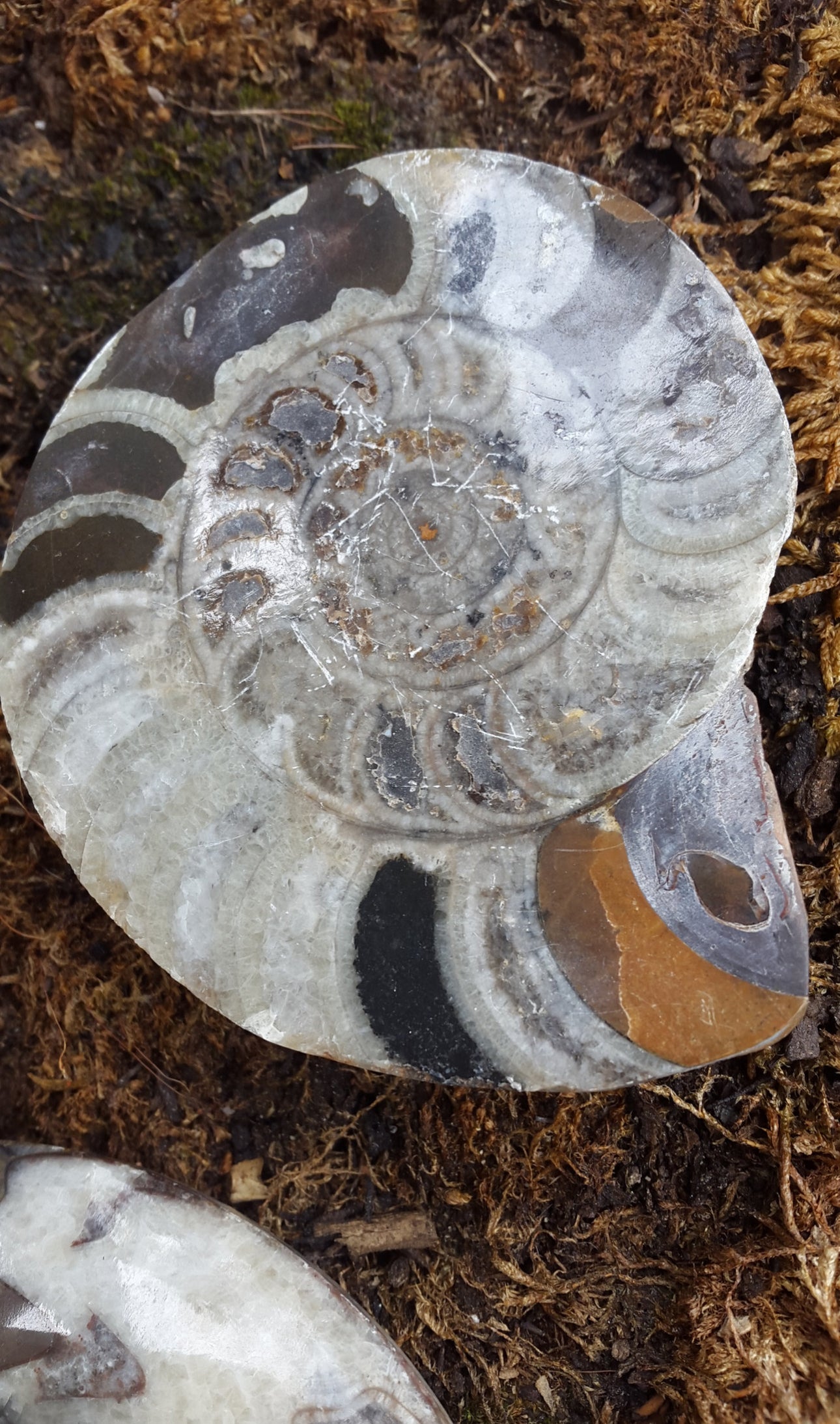 Vide poche ou porte savon fossile ammonite