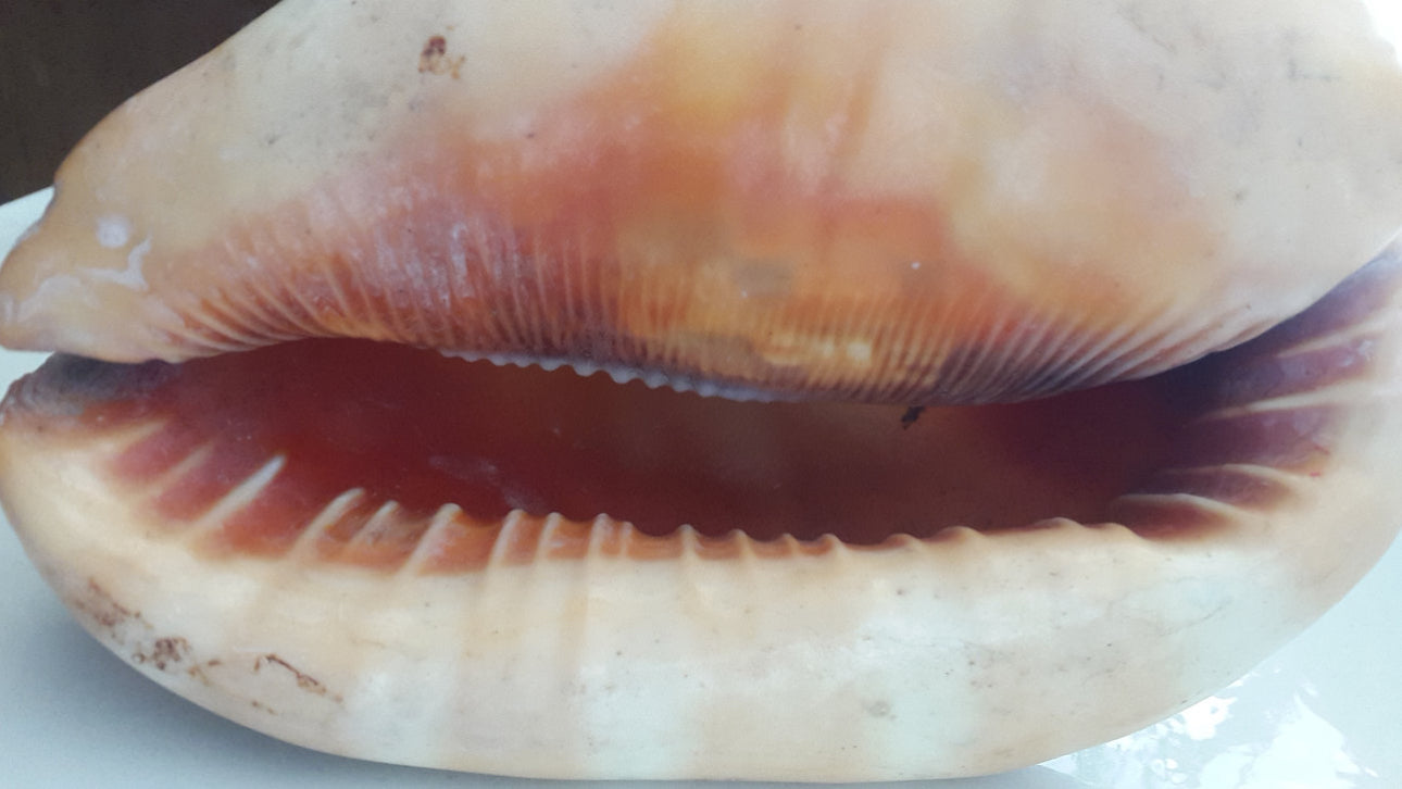 Coquillage Cypraecassis Rufa