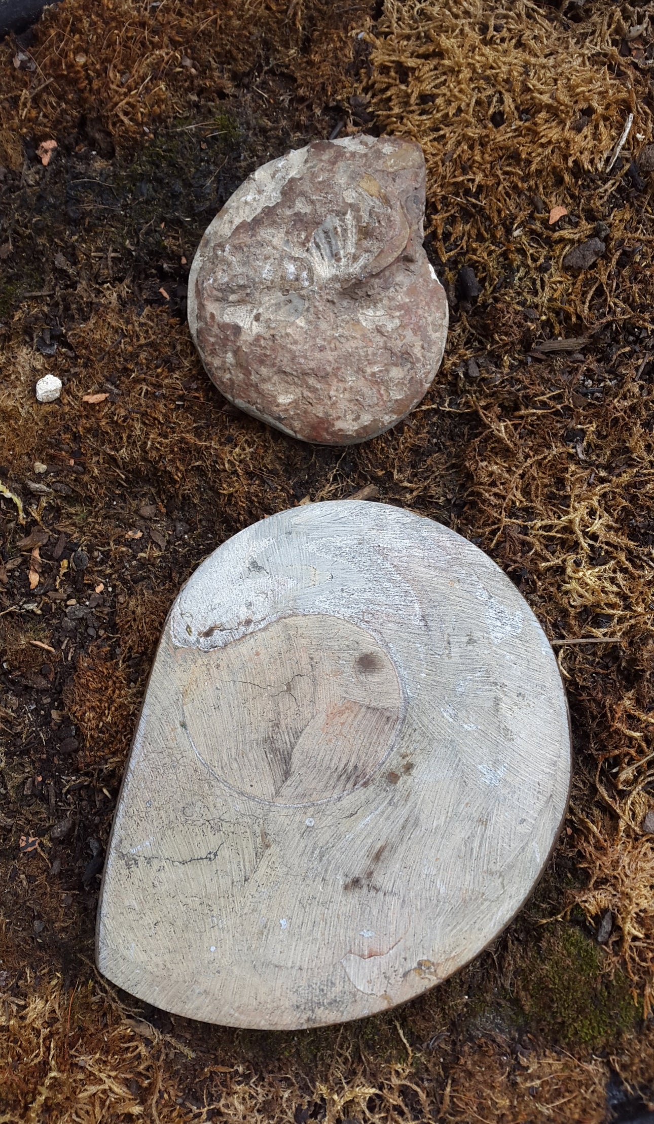 Vide poche ou porte savon fossile ammonite