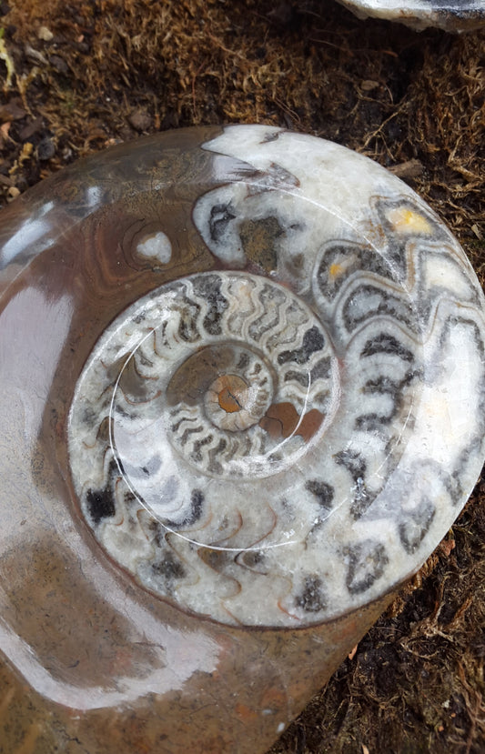 Vide poche ou porte savon fossile ammonite